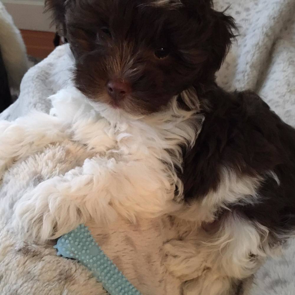 Meet your Posher, Carolyn